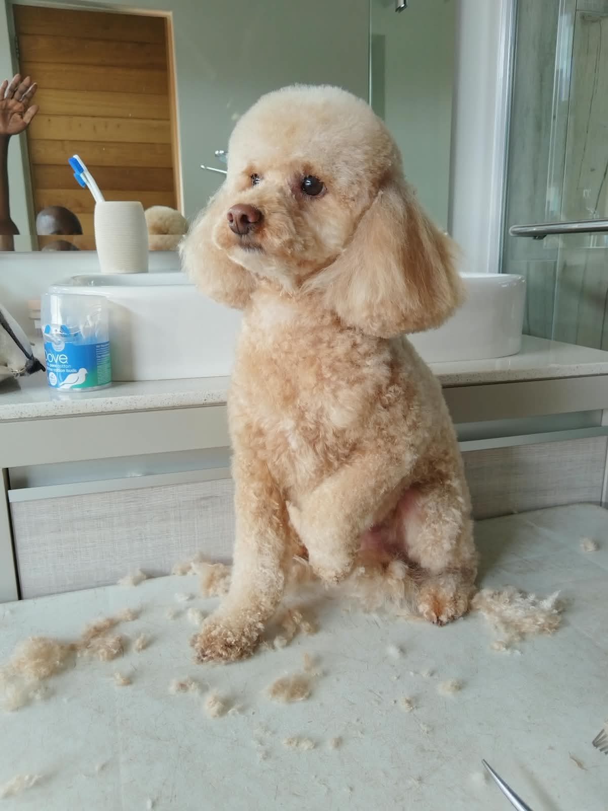 An apricot poodle sitting on a bathroom counter after a groom