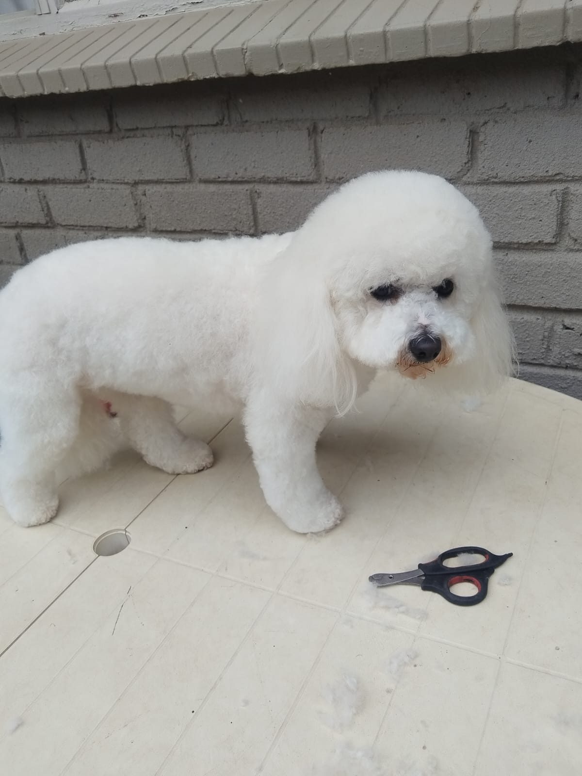 A small white curly-coated dog standing on a paved patio after a groom