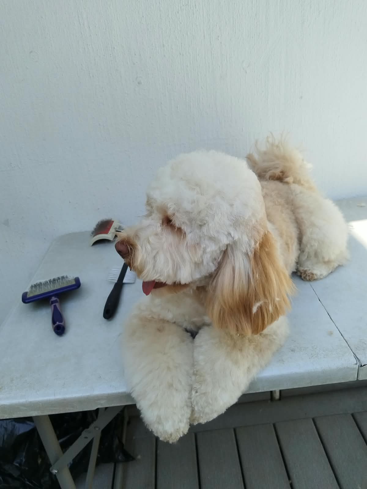 A cream curly-coated dog lying on a grooming table next to brushes
