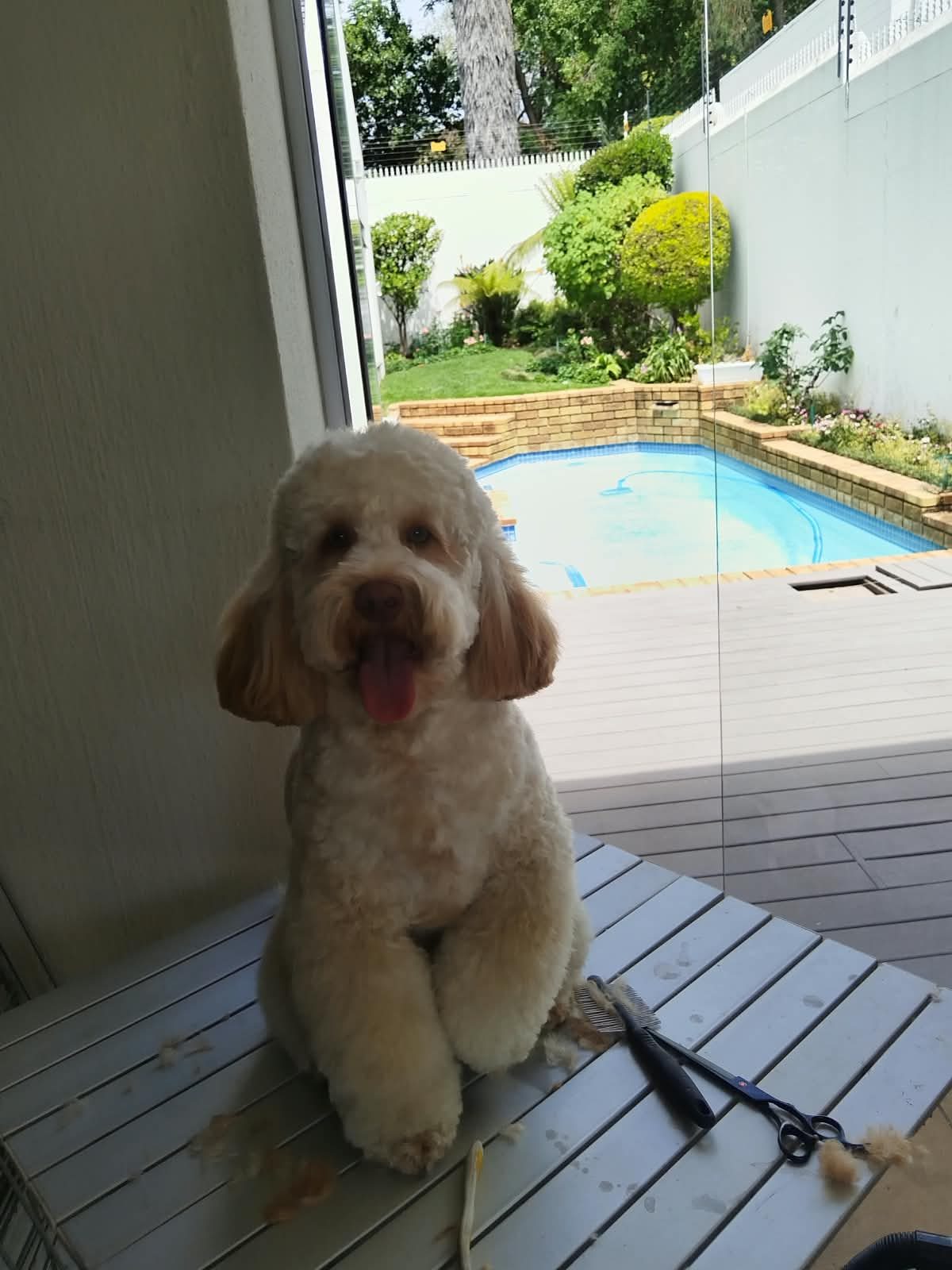 A freshly groomed cream curly-coated dog sitting on a grooming table beside a swimming pool at a client’s home