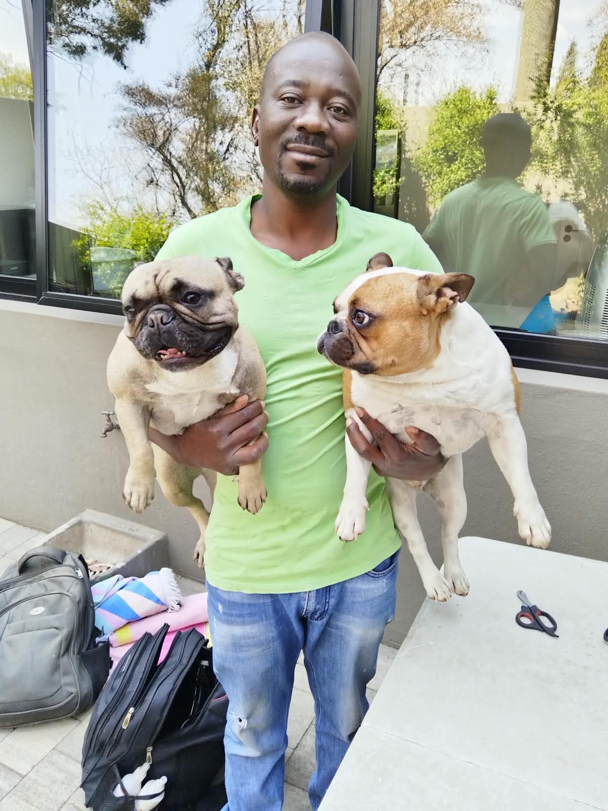 A groomer holding two French bulldogs after their groom
