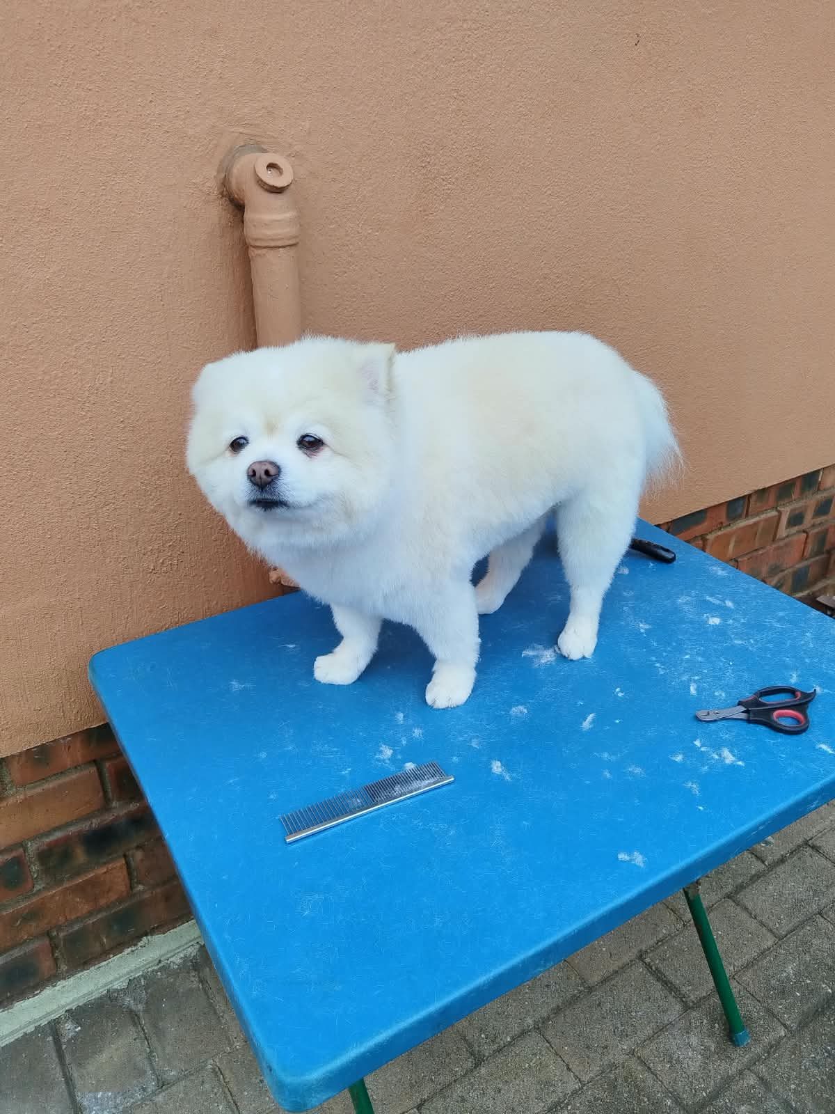 A small white dog standing on a blue grooming table beside a brick wall